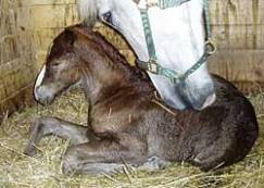 foal-2