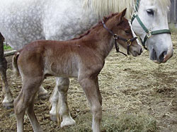 foal-4