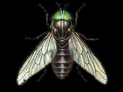 horse_fly